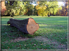 foto Parco Karlsaue in Autunno